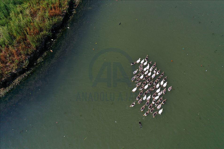 Haliç'te suyun renginin değişmesi