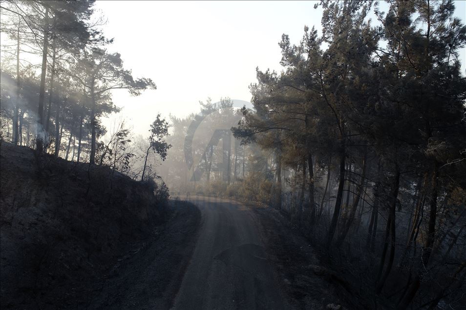 Adana'daki orman yangınına havadan müdahale tekrar başladı