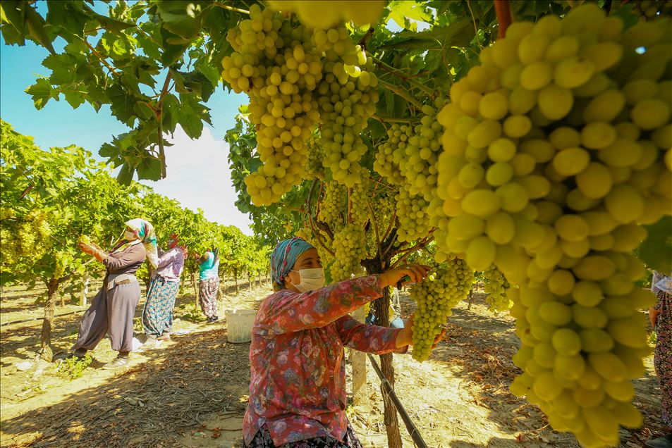 Sofralık üzüm ihracatında hedef 180 milyon dolar
