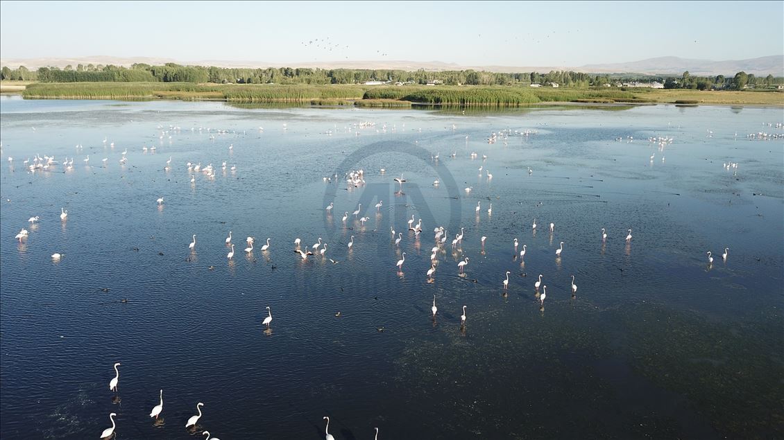 Flamingot, atraksioni kryesor në brigjet e Liqenit të Vanit