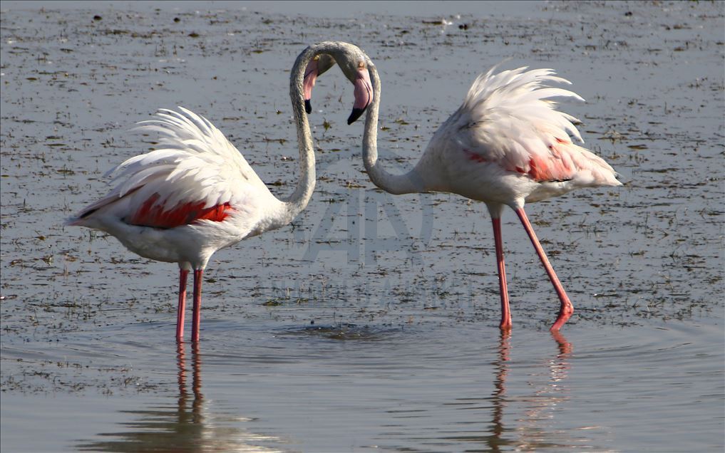 Flamingot, atraksioni kryesor në brigjet e Liqenit të Vanit