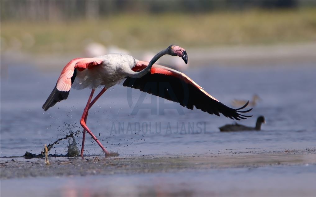 Flamingot, atraksioni kryesor në brigjet e Liqenit të Vanit