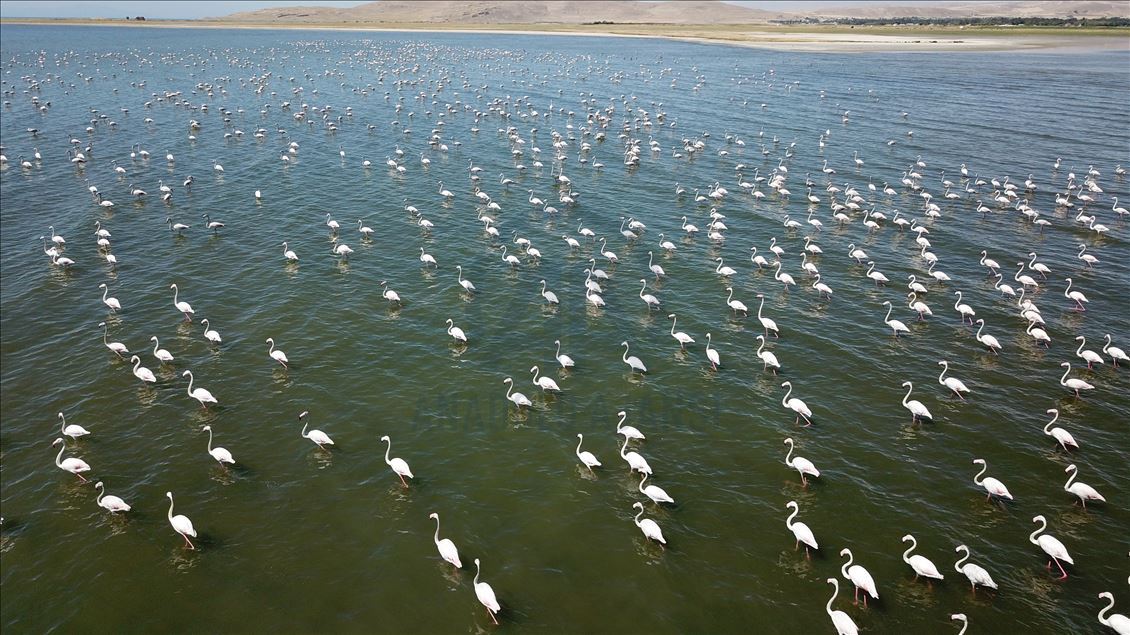 Flamingot, atraksioni kryesor në brigjet e Liqenit të Vanit