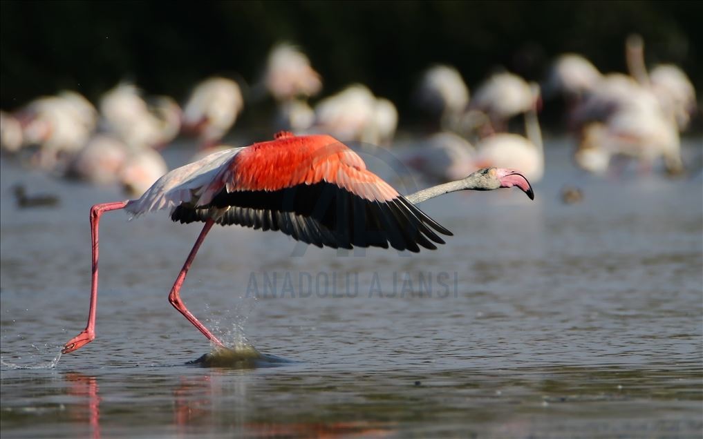 Flamingot, atraksioni kryesor në brigjet e Liqenit të Vanit