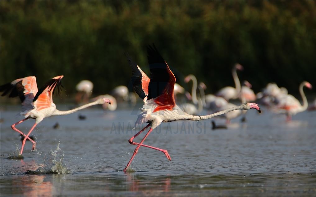 Flamingot, atraksioni kryesor në brigjet e Liqenit të Vanit