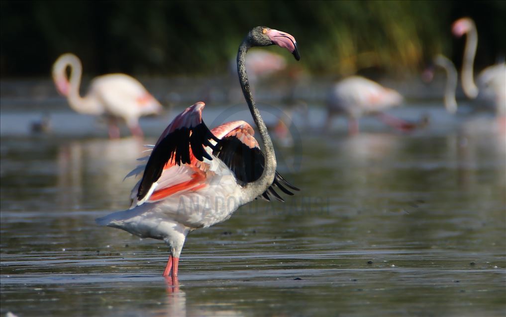 Flamingot, atraksioni kryesor në brigjet e Liqenit të Vanit