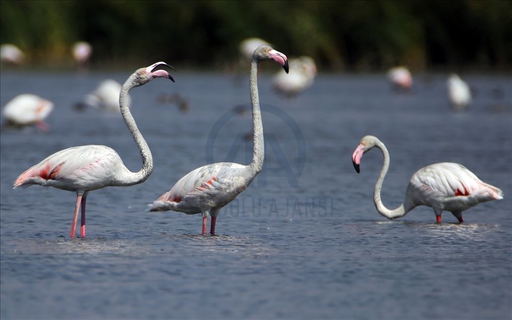 Flamingot, atraksioni kryesor në brigjet e Liqenit të Vanit