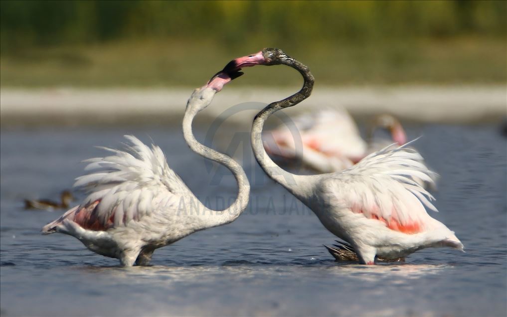 Flamingot, atraksioni kryesor në brigjet e Liqenit të Vanit
