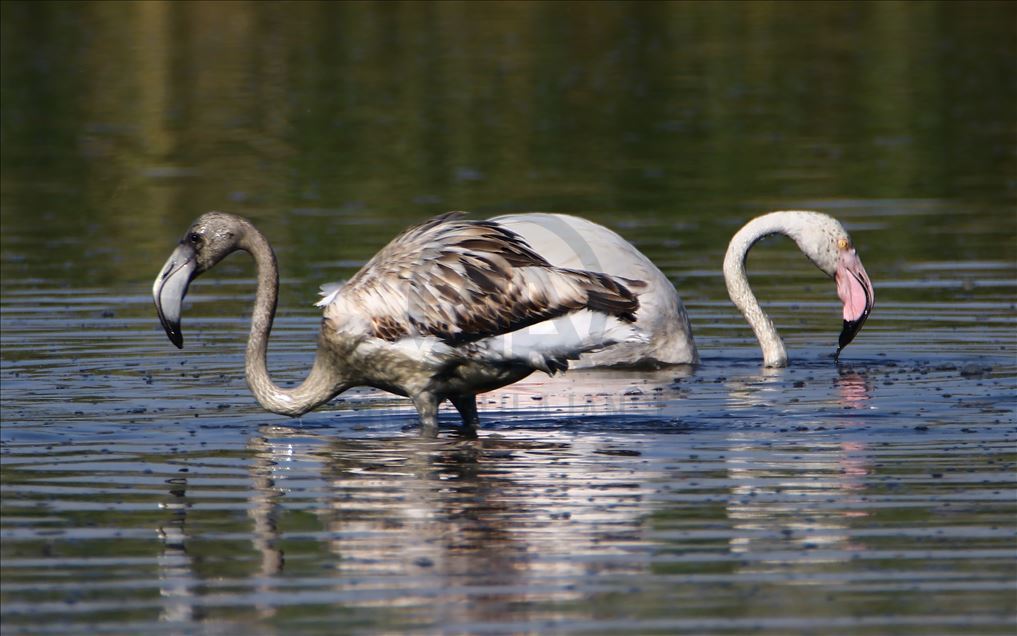 Flamingot, atraksioni kryesor në brigjet e Liqenit të Vanit