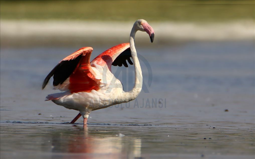 Flamingot, atraksioni kryesor në brigjet e Liqenit të Vanit
