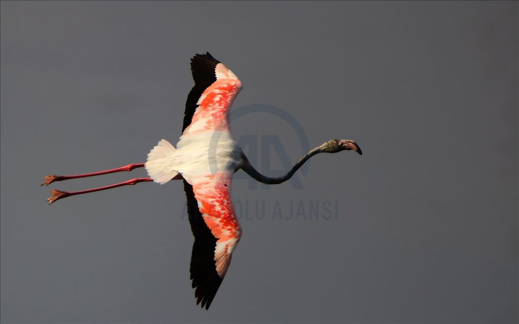 Flamingot, atraksioni kryesor në brigjet e Liqenit të Vanit