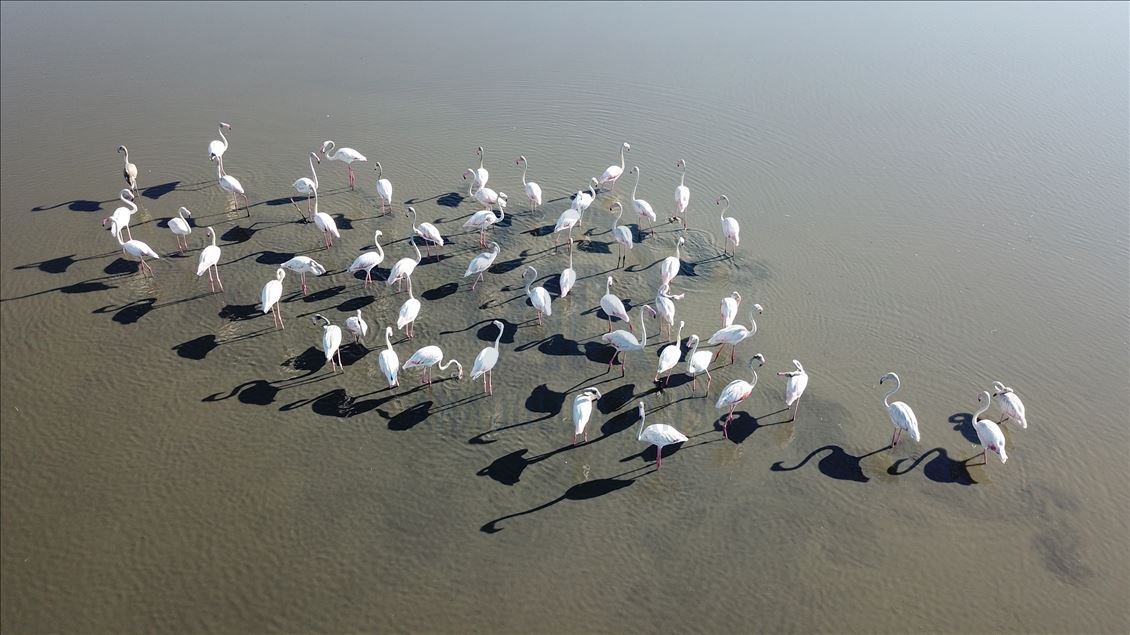 Flamingot, atraksioni kryesor në brigjet e Liqenit të Vanit