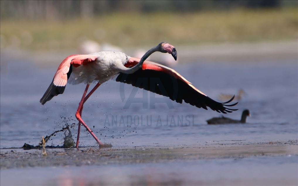 Flamingos at Ercis beaches of Lake Van 