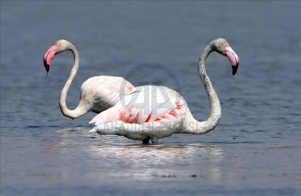 Flamingot, atraksioni kryesor në brigjet e Liqenit të Vanit