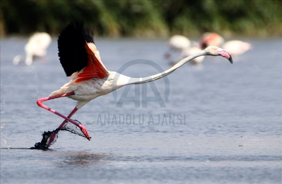 Flamingot, atraksioni kryesor në brigjet e Liqenit të Vanit