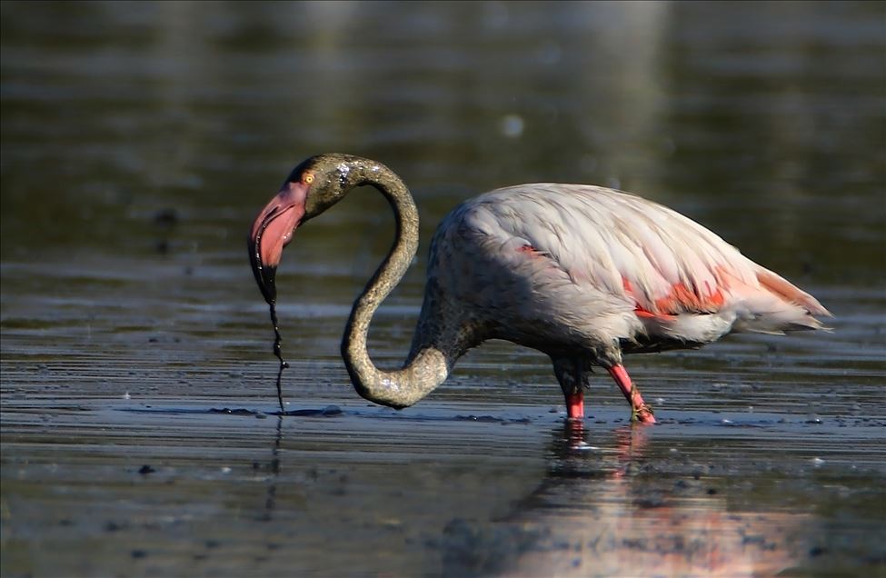 Flamingot, atraksioni kryesor në brigjet e Liqenit të Vanit