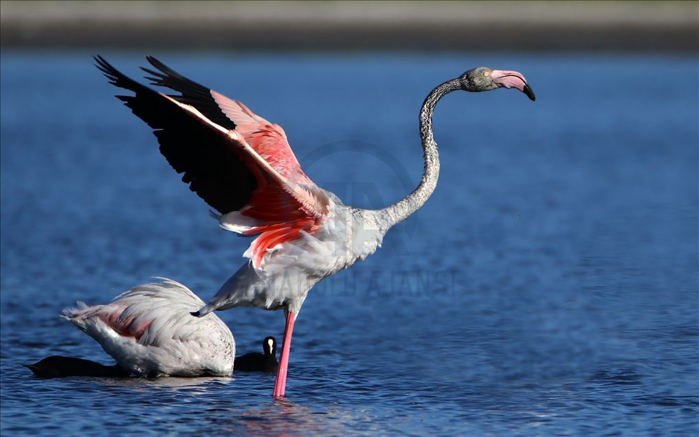 Flamingot, atraksioni kryesor në brigjet e Liqenit të Vanit