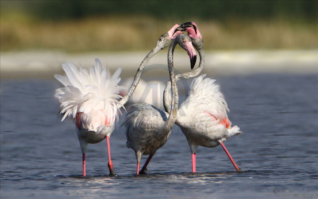 Flamingot, atraksioni kryesor në brigjet e Liqenit të Vanit