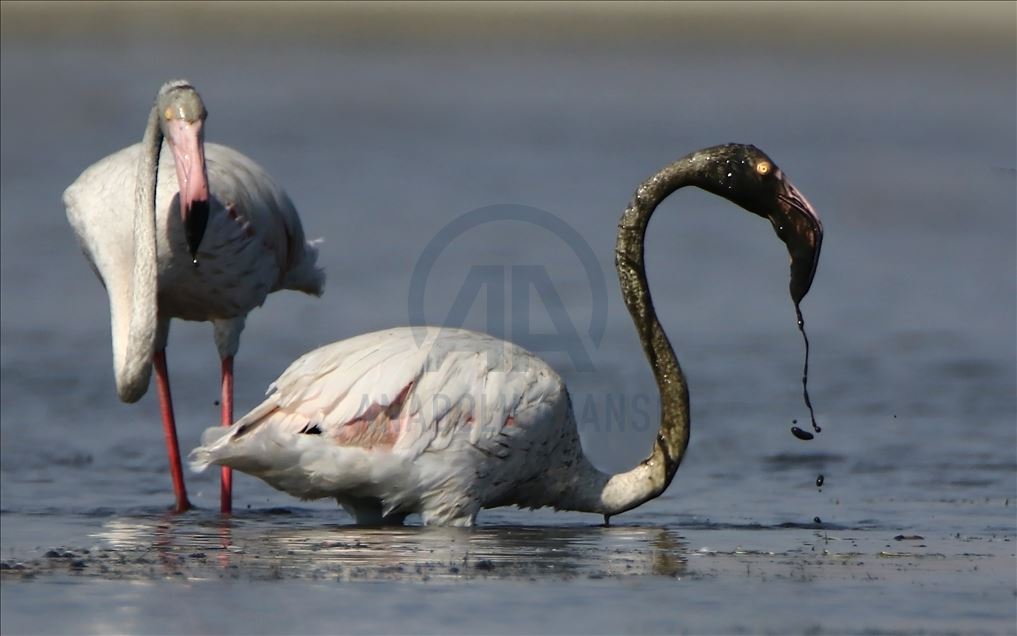 Flamingot, atraksioni kryesor në brigjet e Liqenit të Vanit