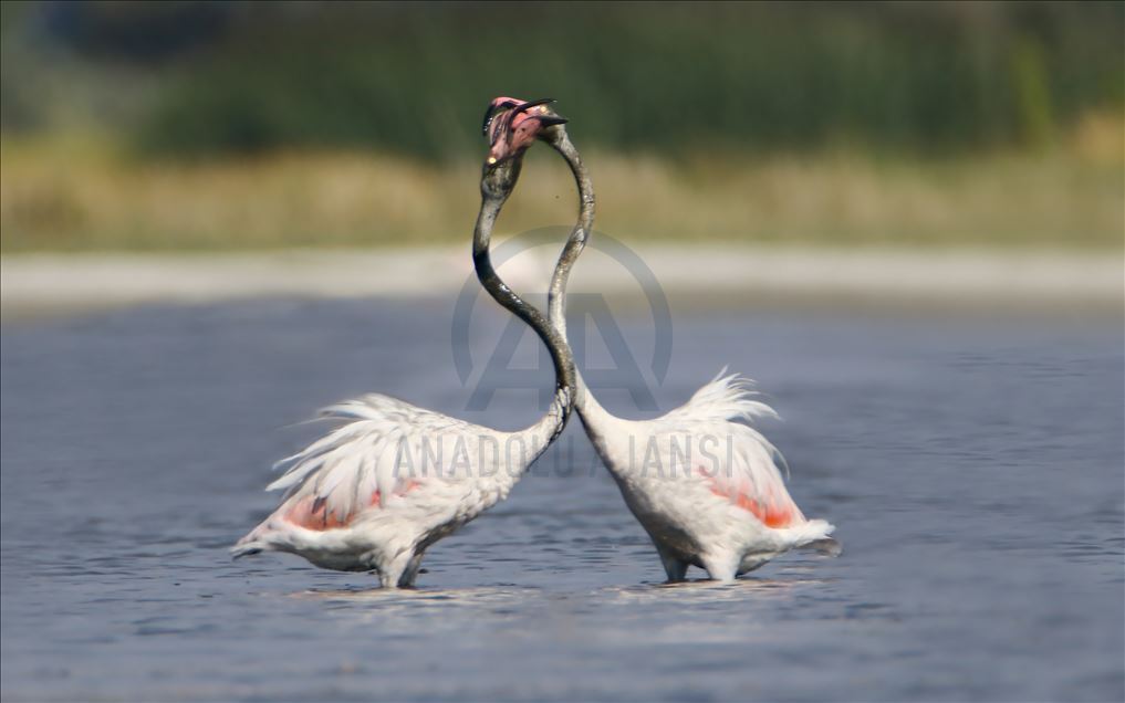 Flamingos at Ercis beaches of Lake Van 