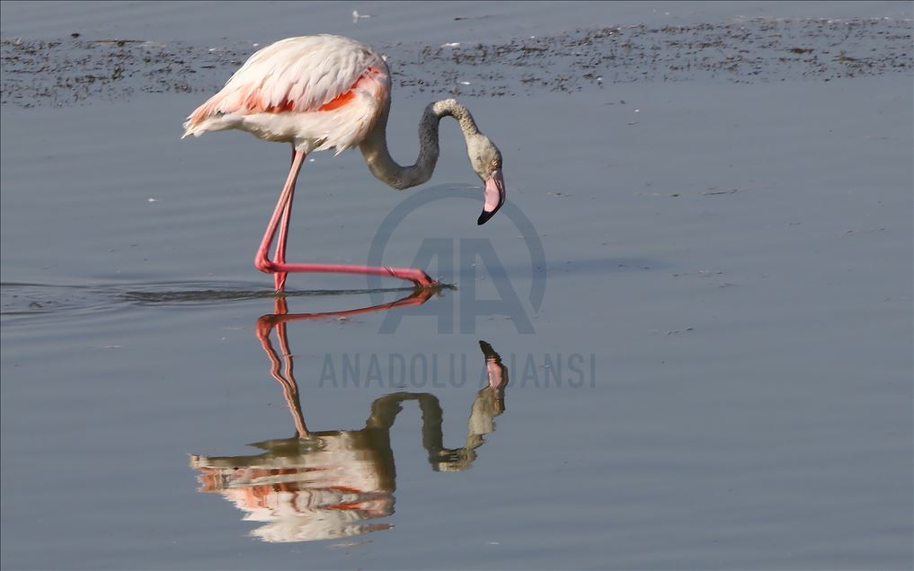 Flamingot, atraksioni kryesor në brigjet e Liqenit të Vanit