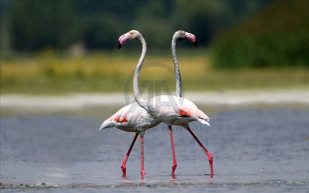 Flamingot, atraksioni kryesor në brigjet e Liqenit të Vanit