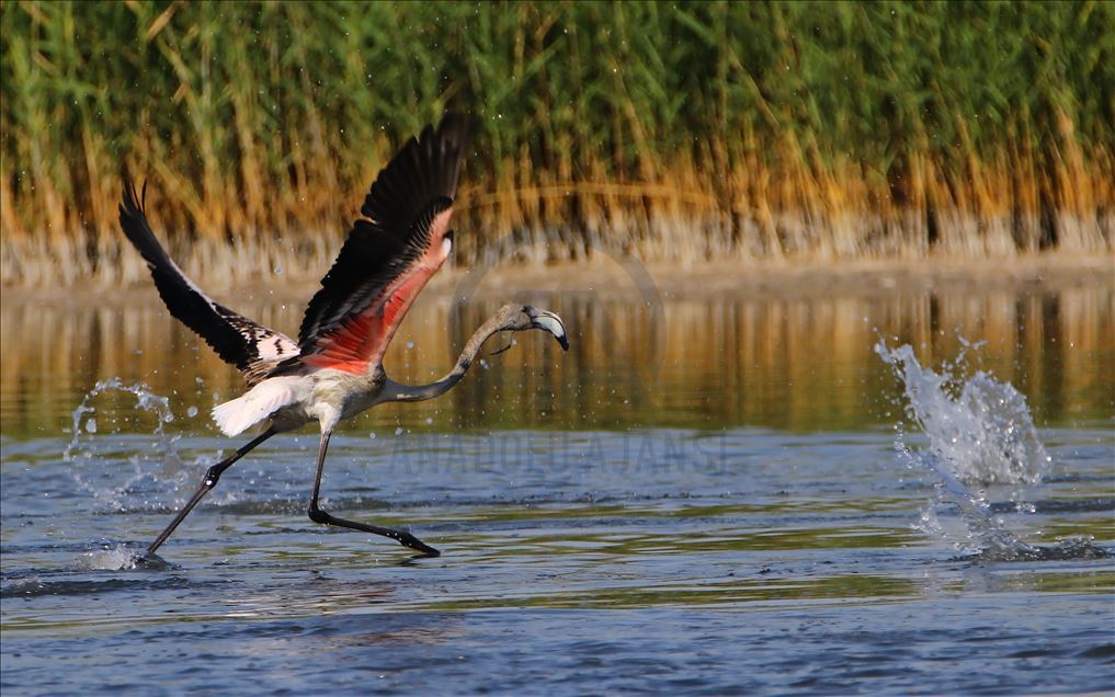 Flamingot, atraksioni kryesor në brigjet e Liqenit të Vanit