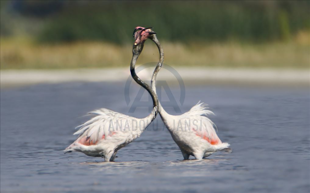 Flamingot, atraksioni kryesor në brigjet e Liqenit të Vanit