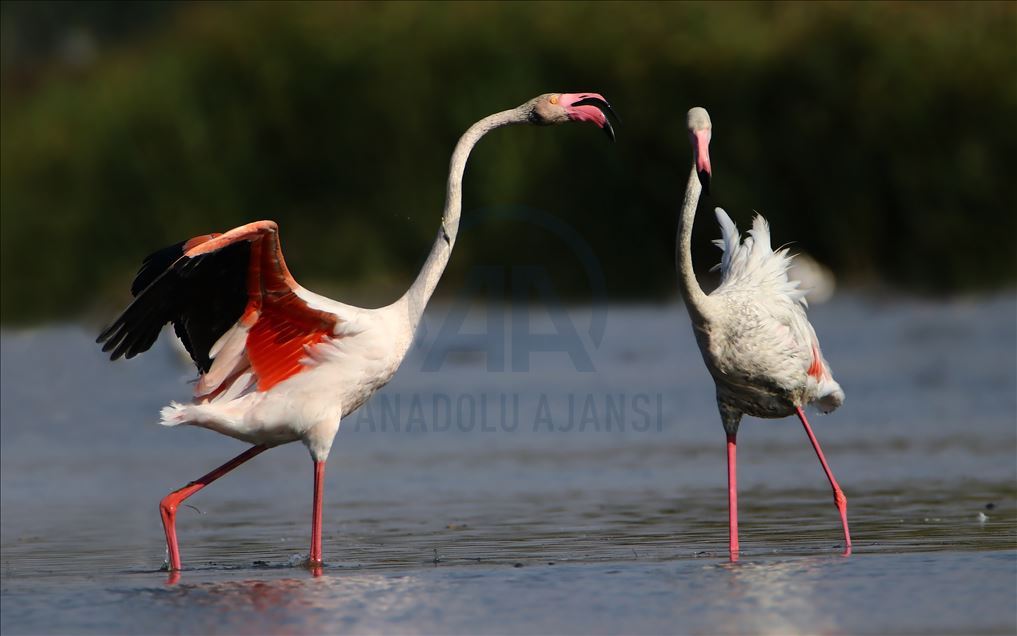 Flamingot, atraksioni kryesor në brigjet e Liqenit të Vanit