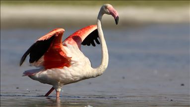 Flamingos at Ercis beaches of Lake Van