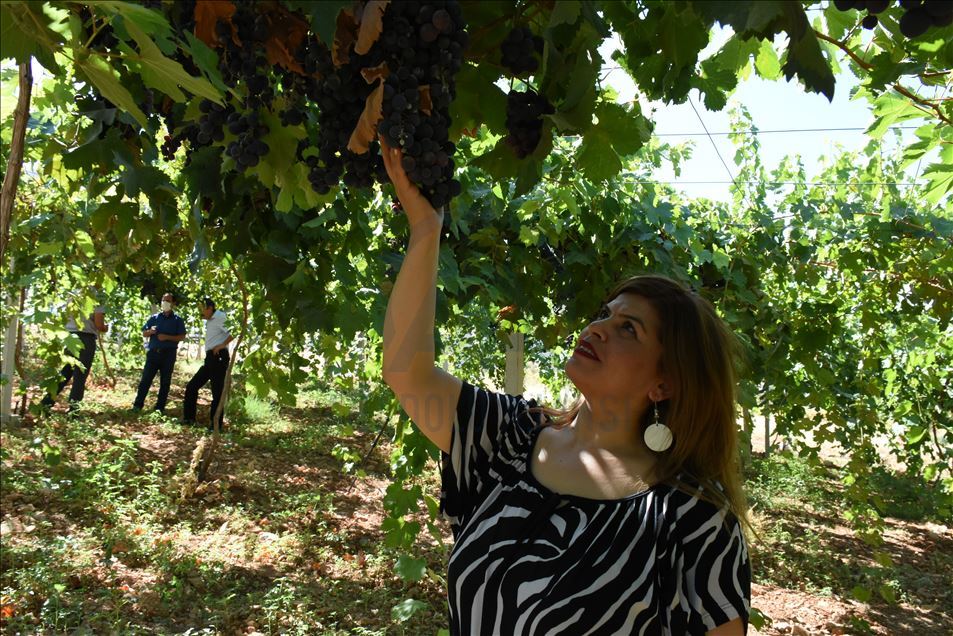 Kayısı diyarına kurduğu üzüm bağı üreticilere model oldu