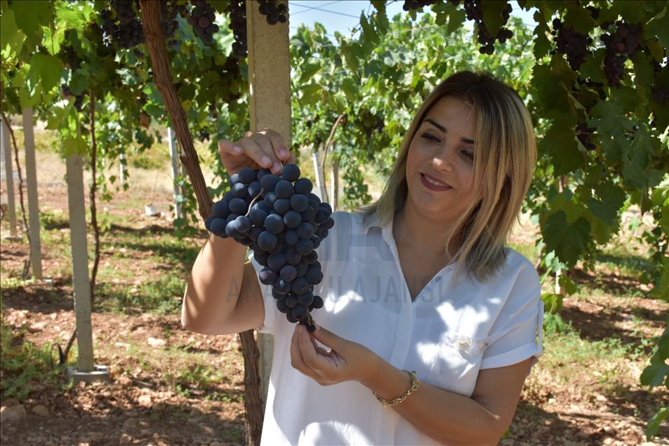 Kayısı diyarına kurduğu üzüm bağı üreticilere model oldu