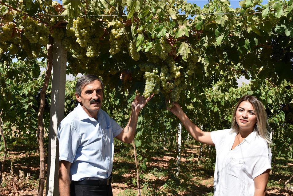 Kayısı diyarına kurduğu üzüm bağı üreticilere model oldu