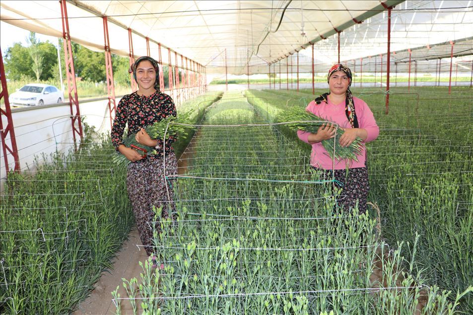 Deneme amaçlı üretilen karanfil çiftçinin yüzünü güldürdü