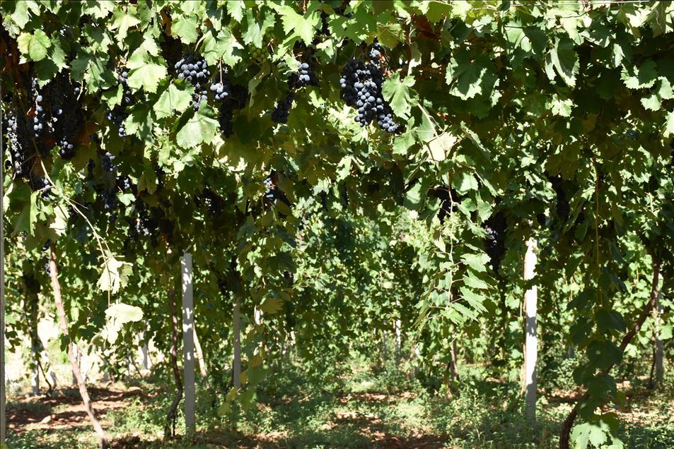 Kayısı diyarına kurduğu üzüm bağı üreticilere model oldu