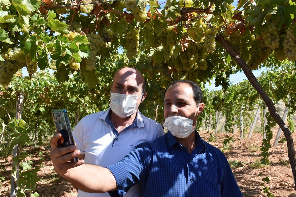 Kayısı diyarına kurduğu üzüm bağı üreticilere model oldu