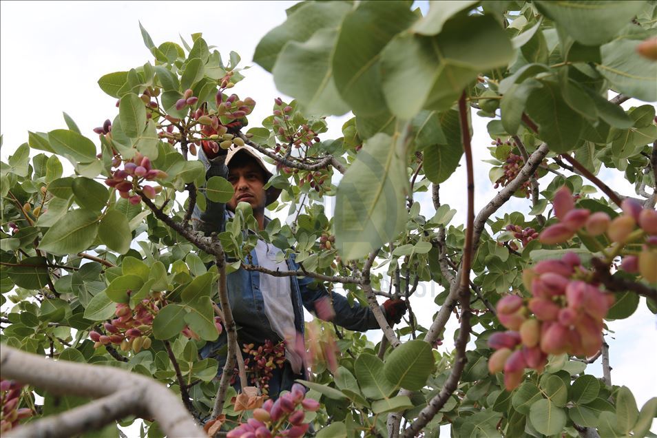 برداشت پسته در ترکیه آغاز شد
