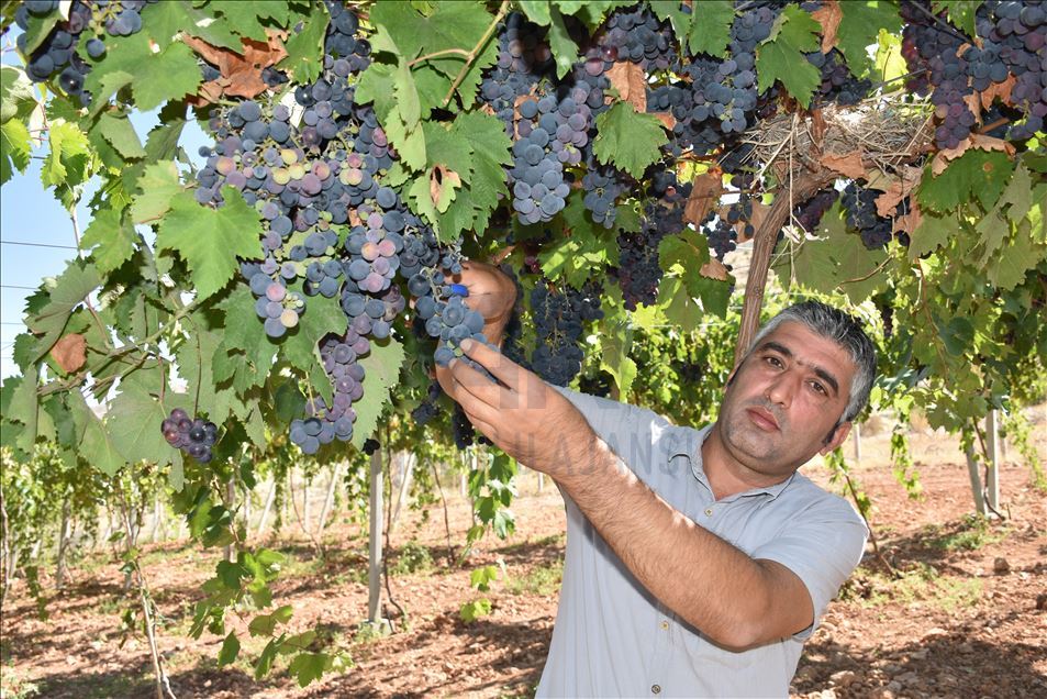 Kayısı diyarına kurduğu üzüm bağı üreticilere model oldu