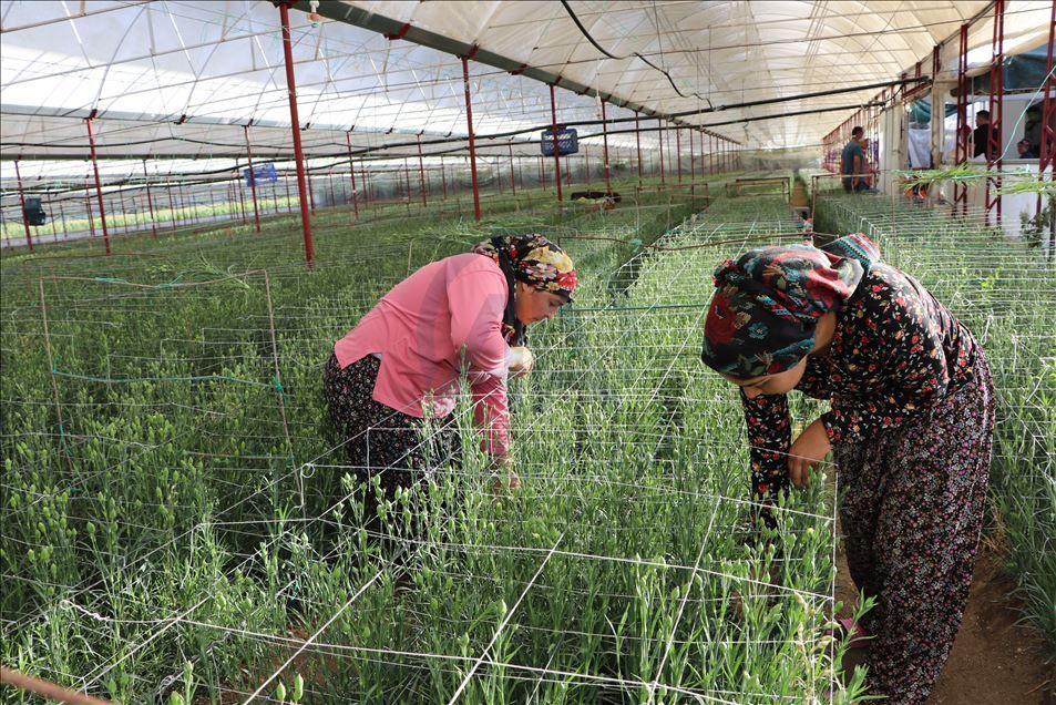 Deneme amaçlı üretilen karanfil çiftçinin yüzünü güldürdü