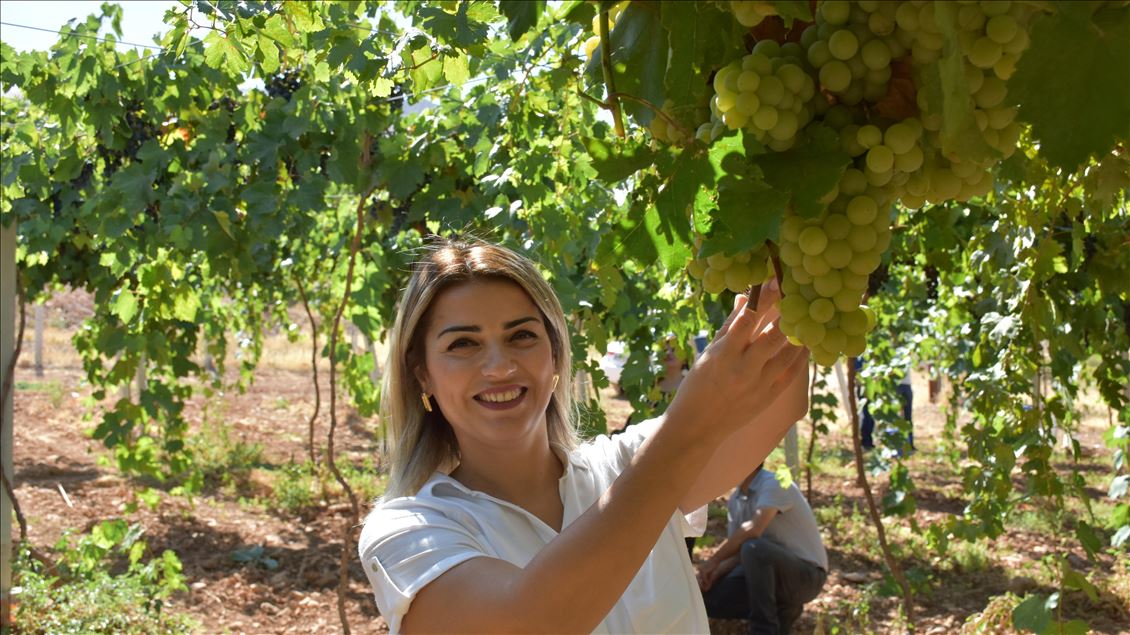 Kayısı diyarına kurduğu üzüm bağı üreticilere model oldu