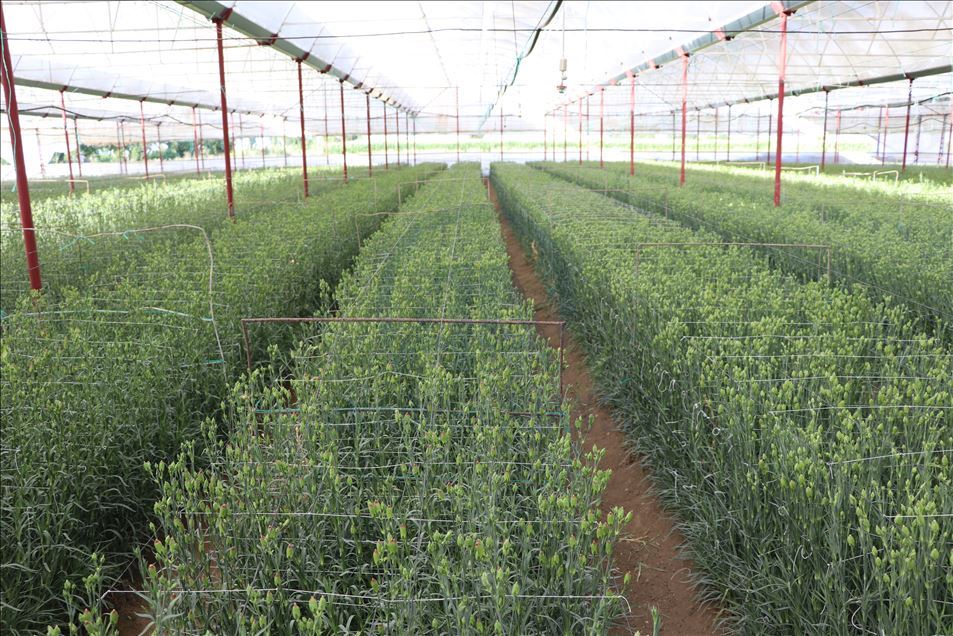 Deneme amaçlı üretilen karanfil çiftçinin yüzünü güldürdü