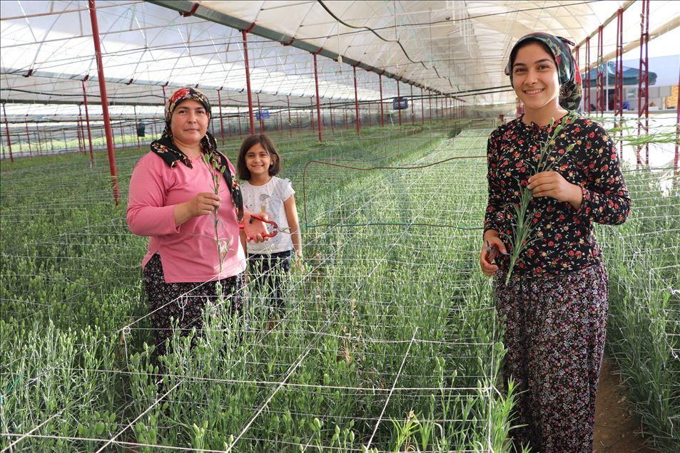 Deneme amaçlı üretilen karanfil çiftçinin yüzünü güldürdü