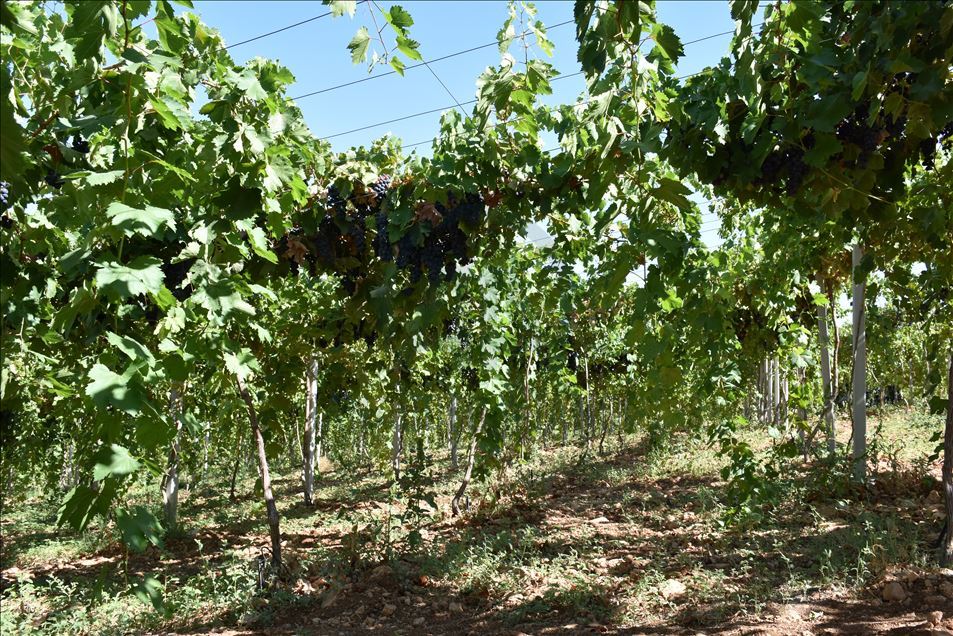 Kayısı diyarına kurduğu üzüm bağı üreticilere model oldu