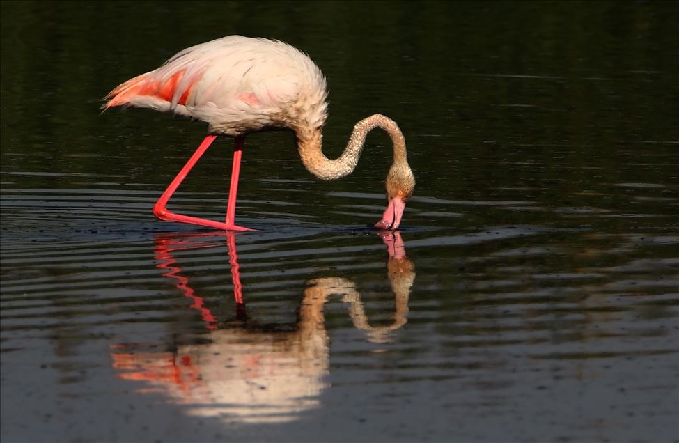 Van gölü Erciş sahilleri beş binden fazla  flamingoyu misafir etmekte 