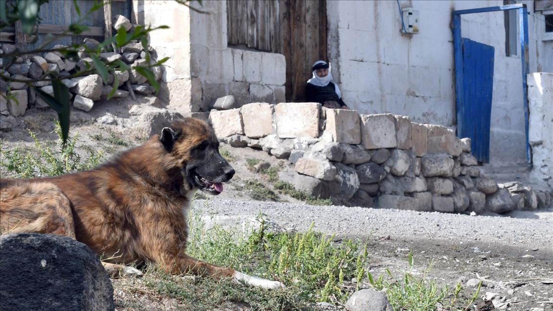 Baraj nedeniyle boşaltılan köyde sahipsiz kalan köpeklere vatandaşlar sahip çıkıyor
