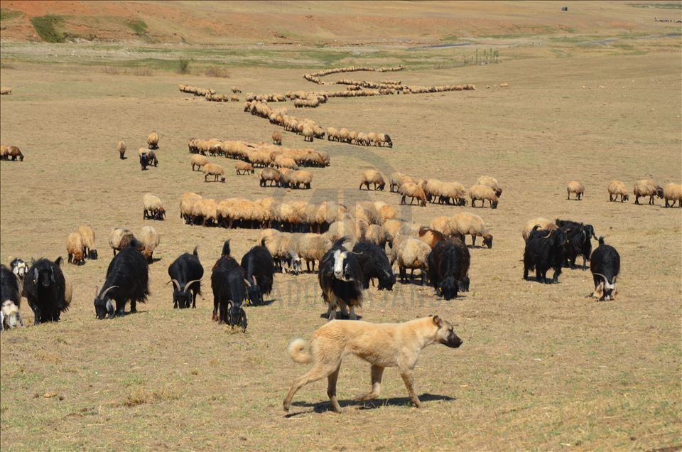 Li Mûşê koçeran dest bi dagêrê kir