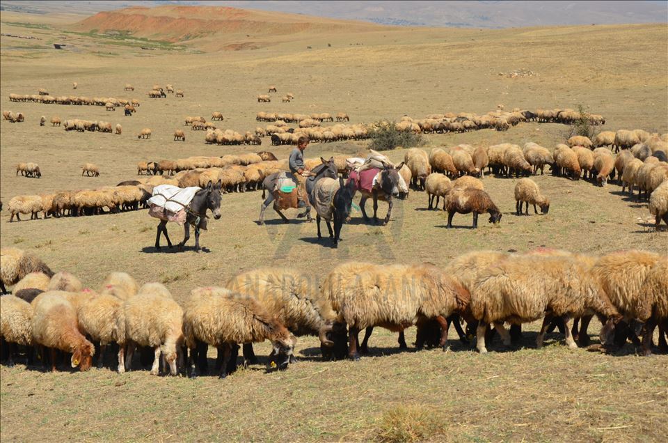 Li Mûşê koçeran dest bi dagêrê kir