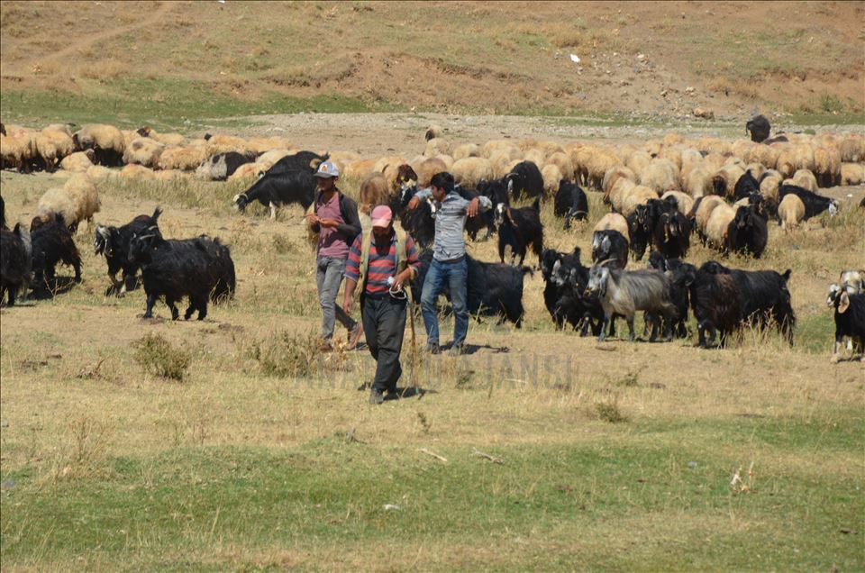 Li Mûşê koçeran dest bi dagêrê kir