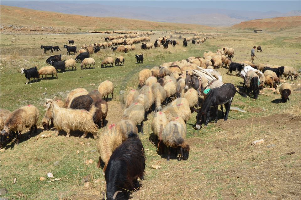 Li Mûşê koçeran dest bi dagêrê kir