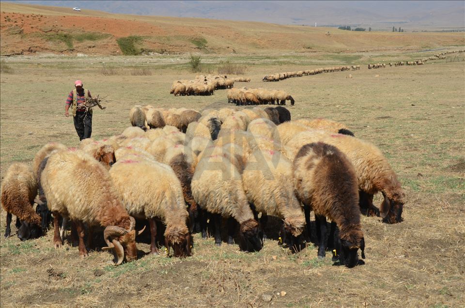 Li Mûşê koçeran dest bi dagêrê kir